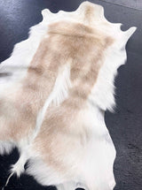 white springbok animal hide