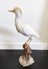 egret exotic bird taxidermy