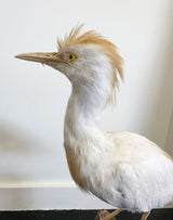 egret exotic bird taxidermy