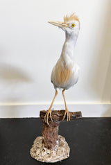 egret exotic bird taxidermy