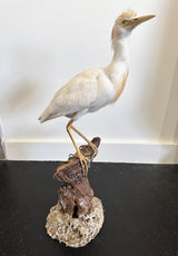 egret exotic bird taxidermy