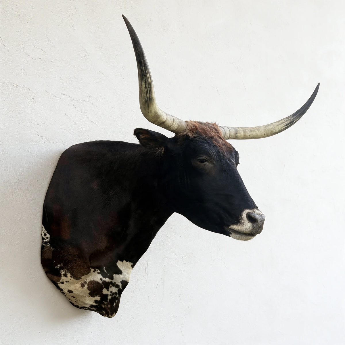 Dark brown Texas Longhorn shoulder mount shown from side angle with sweeping horns