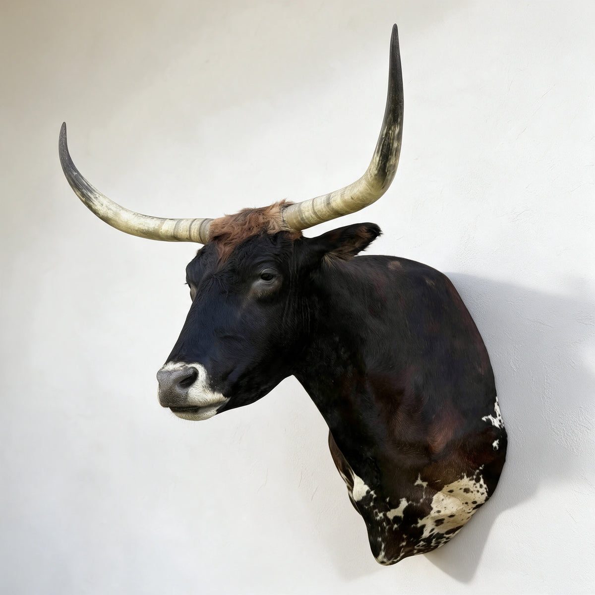 Texas Longhorn shoulder mount in dark brown and white shown from right angle