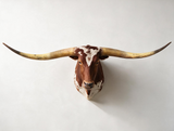 Texas Longhorn Shoulder Mount