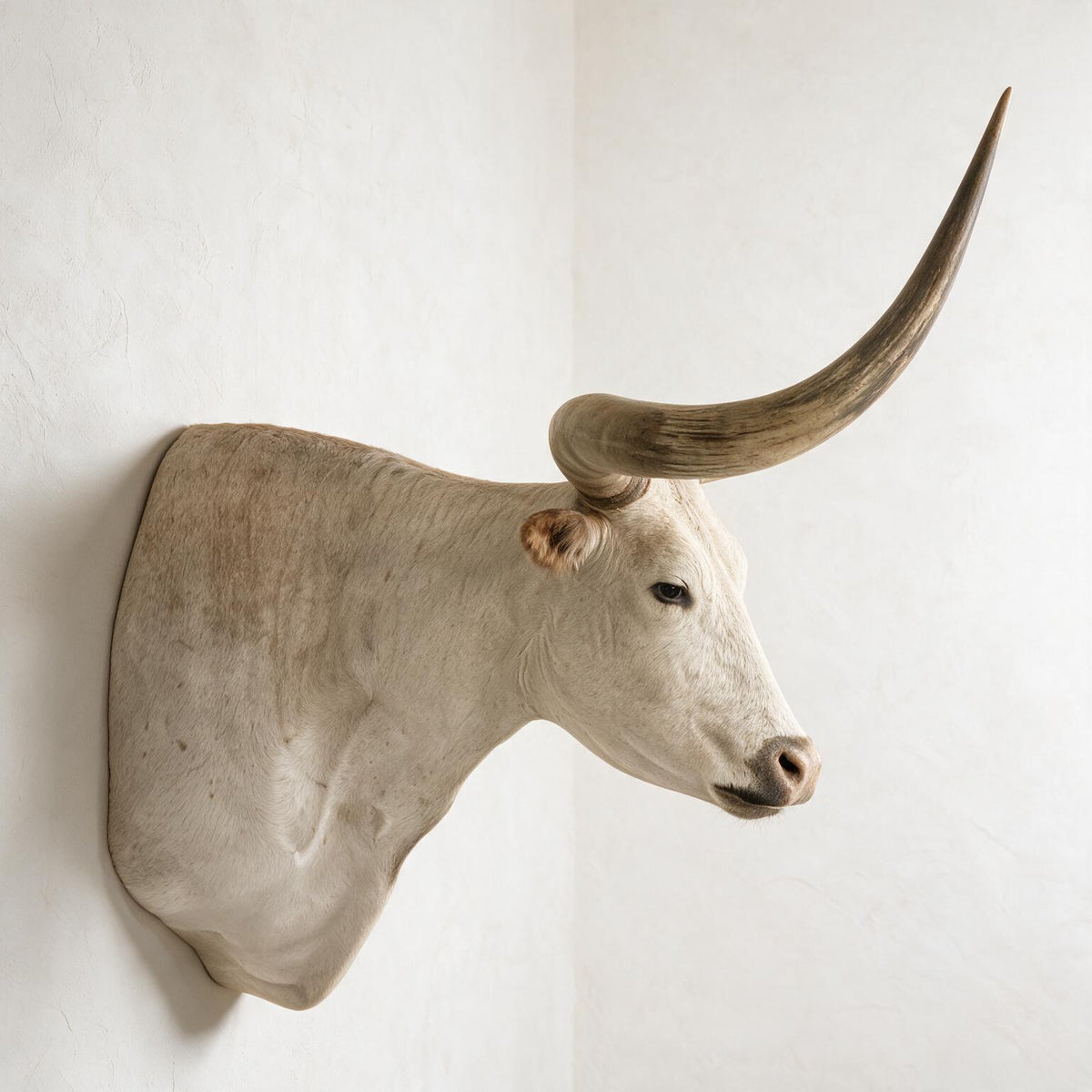 A taxidermy longhorn steer head wall mount with curved horns, mounted on a textured off-white plaster wall.