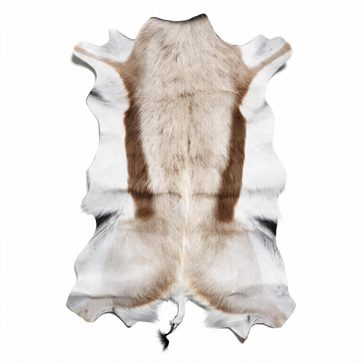 Rare champagne Springbok hide from South Africa in pale cream, taupe and soft brown – exact hide 34 inches