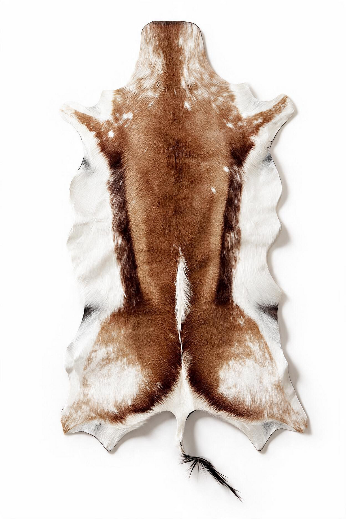 Rare piebald Springbok hide with brown and white markings – 42 inch South African game hide