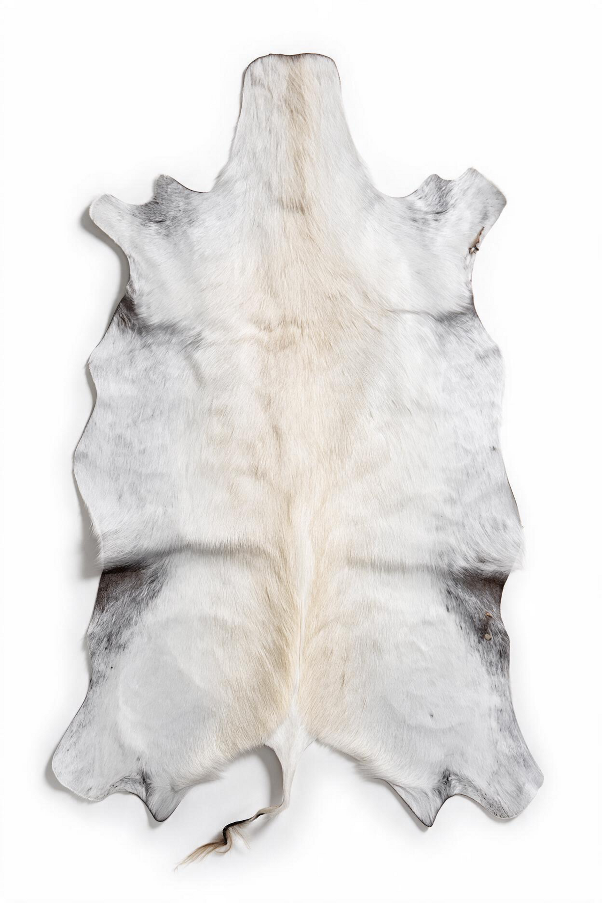 Rare White Springbok hide from South Africa with natural white, ivory and silver-gray markings – exact hide 32 inches