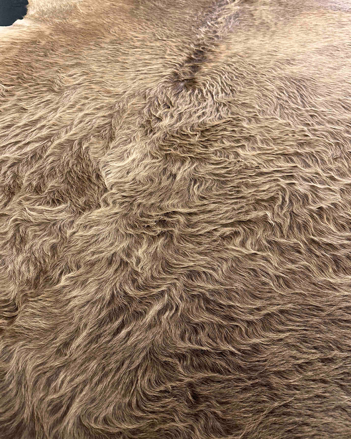 Close-up of a brown, shaggy cowhide texture