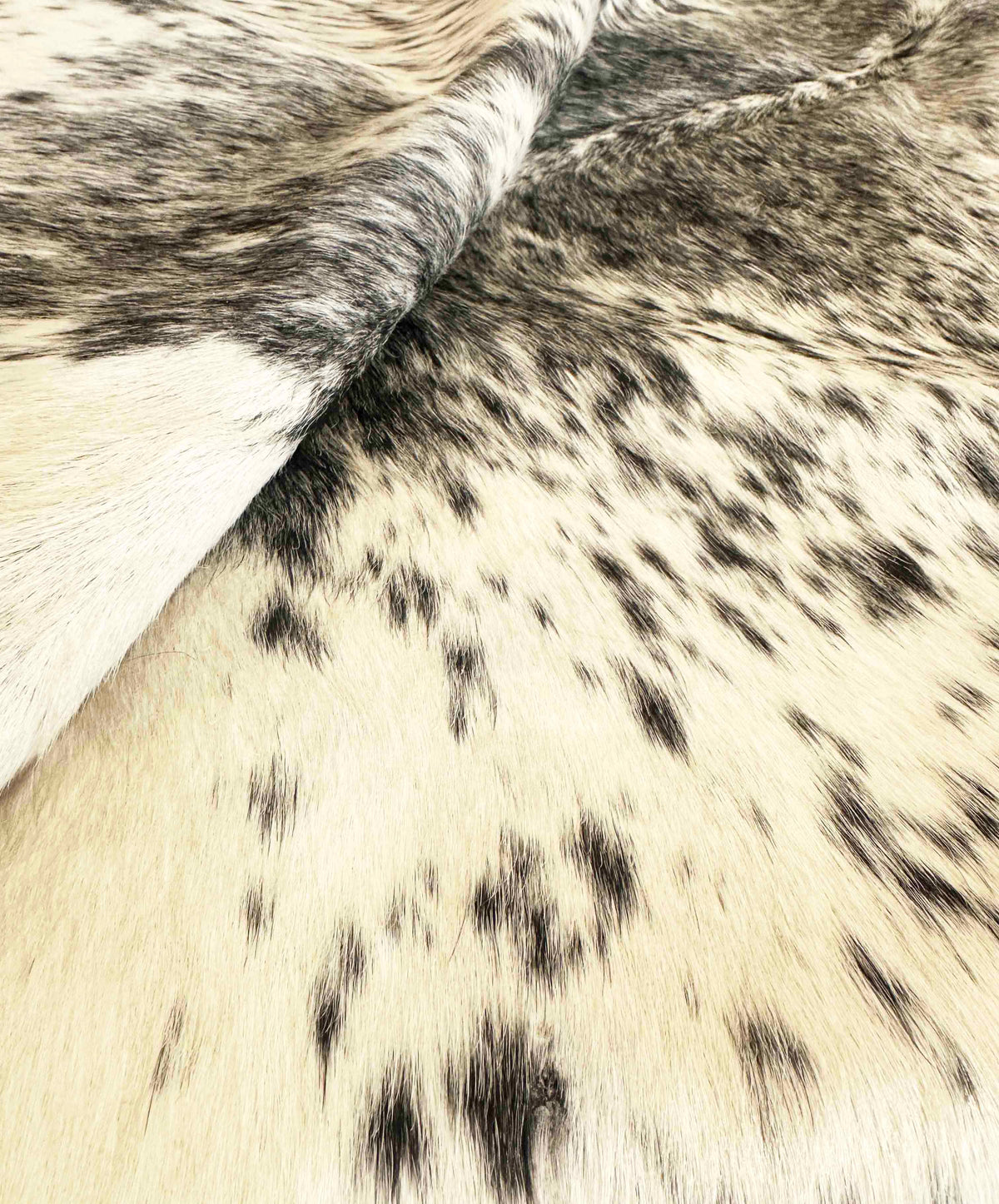 Close-up of a cowhide with black and white pattern