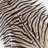 Real zebra hide rug detail with natural black and cream striping