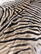Close-up of authentic zebra hide showing natural stripes and fur texture