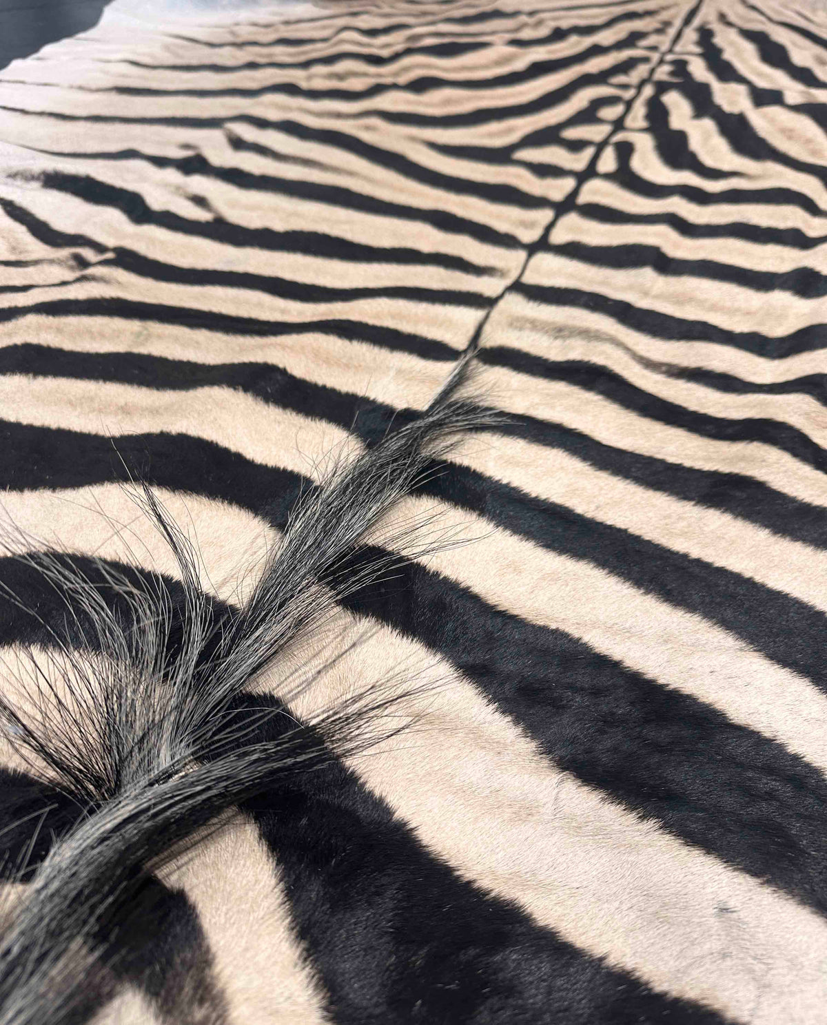 Real zebra hide rug detail with natural black and cream striping