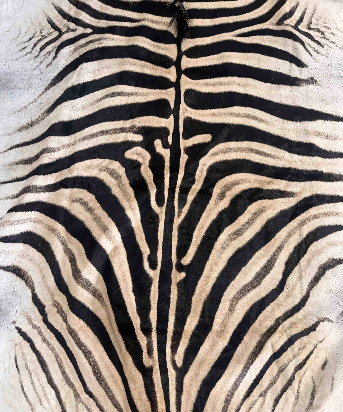 Close-up of authentic zebra hide showing natural stripes and fur texture