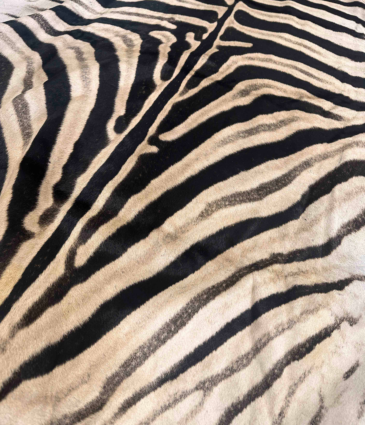 Authentic Burchell zebra hide close-up showing natural hair and markings