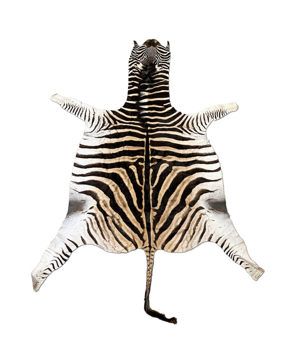 real zebra rug