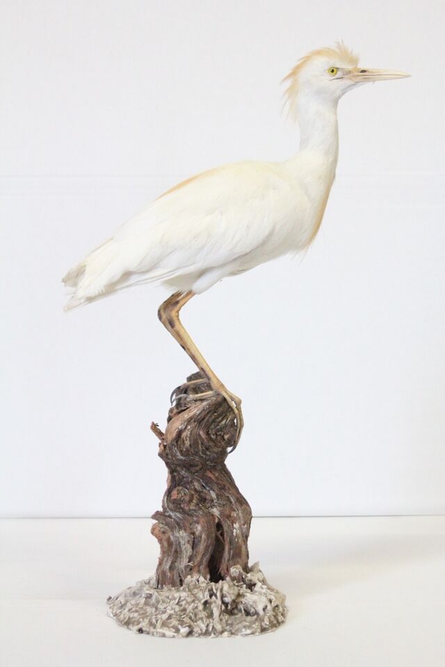 egret exotic bird taxidermy
