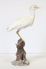 egret exotic bird taxidermy