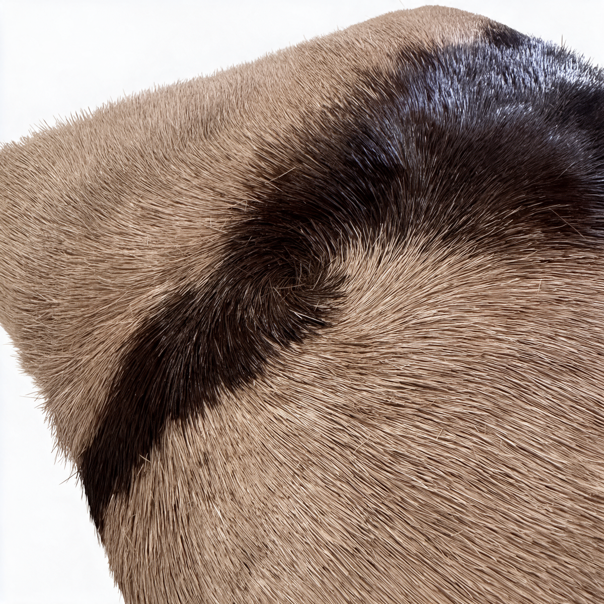 Close-up of genuine gemsbok hide showing distinctive dark markings and natural fur swirl