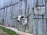 Texas Longhorn Shoulder Mount