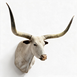 Texas Longhorn Shoulder Mount
