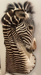 zebra exotic taxidermy