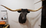 taxidermy texas longhorn shoulder mount