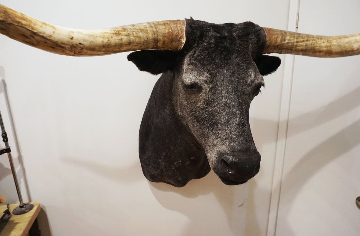taxidermy texas longhorn shoulder mount