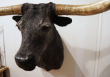 taxidermy texas longhorn shoulder mount