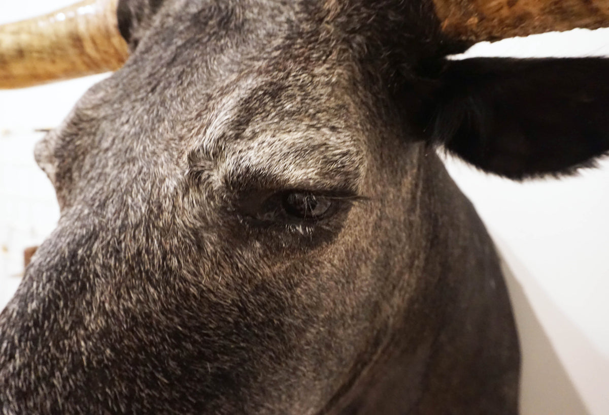 taxidermy texas longhorn shoulder mount