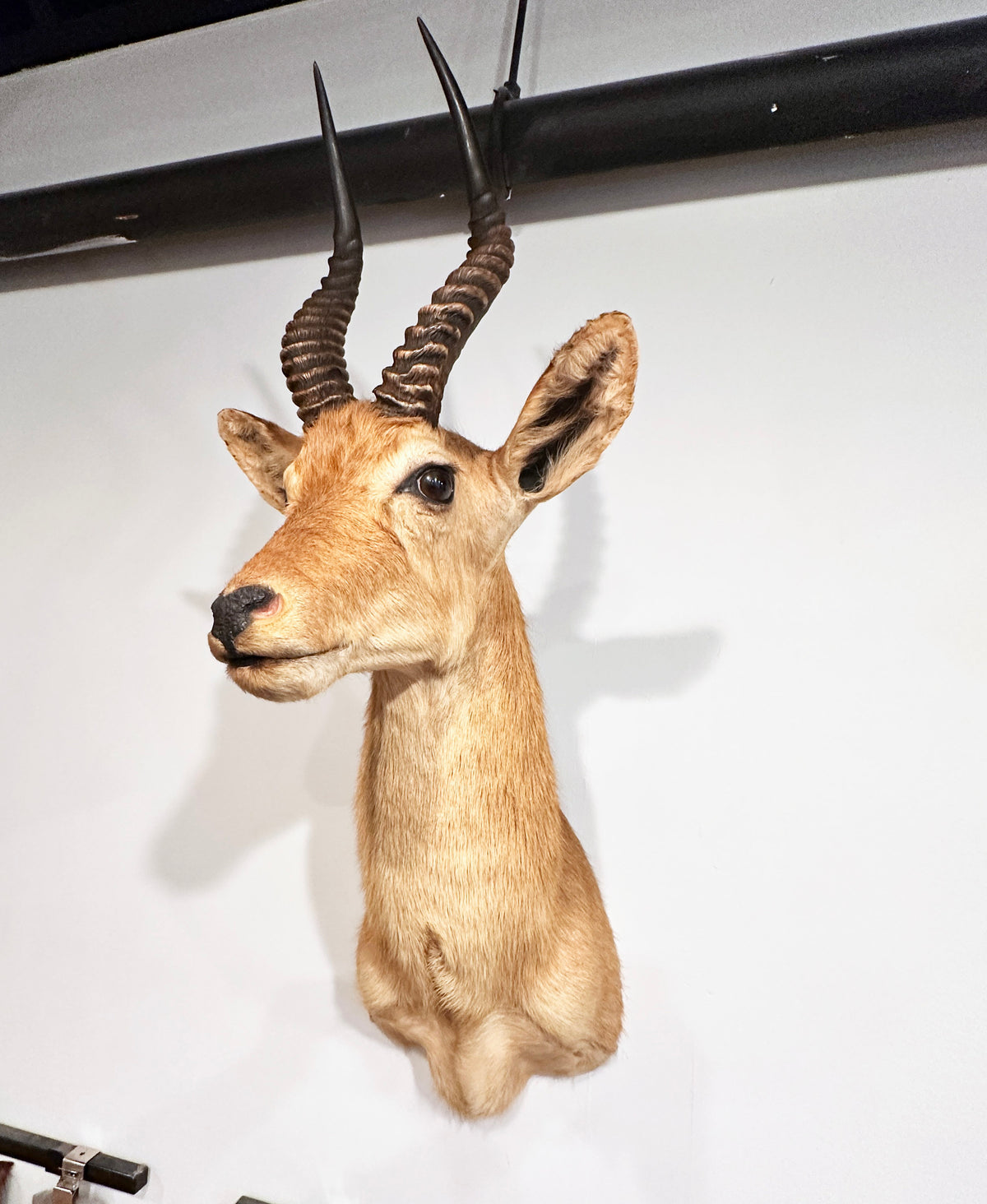 puku exotic taxidermy for sale