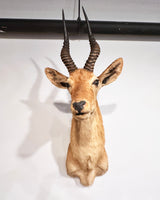 puku exotic taxidermy for sale