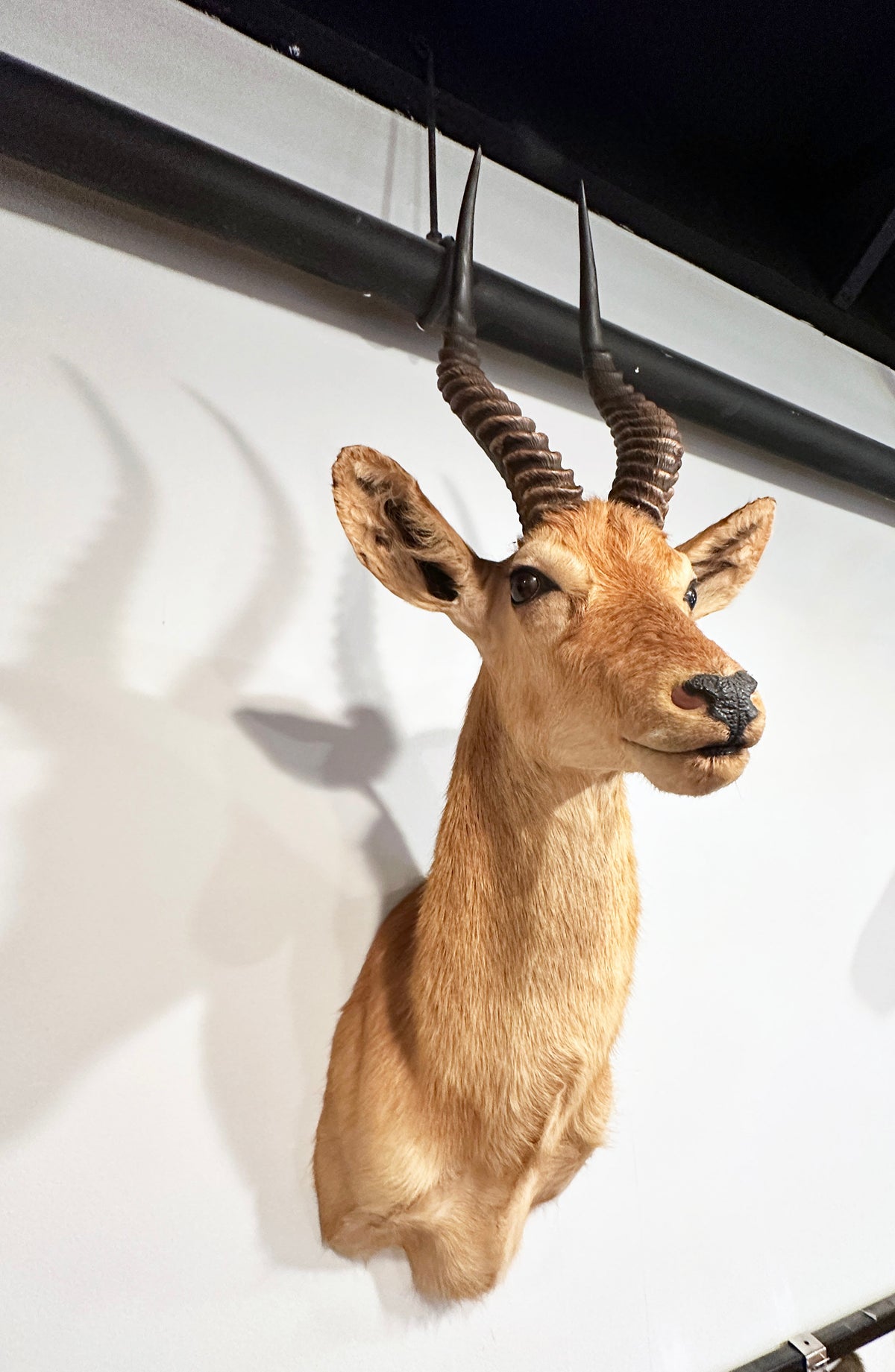 puku exotic taxidermy for sale