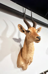 puku exotic taxidermy for sale