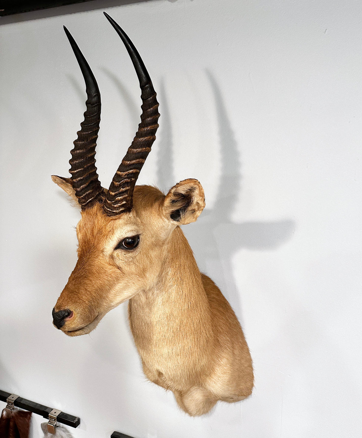 puku exotic taxidermy for sale