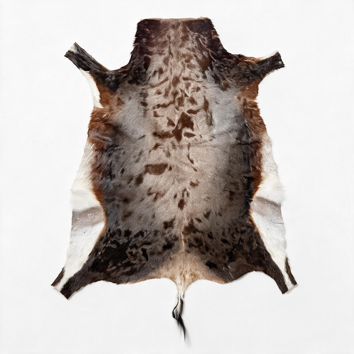 Authentic South African Blesbok hide 02 – 43 inch natural game hide