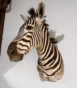 zebra taxidermy shoulder mount