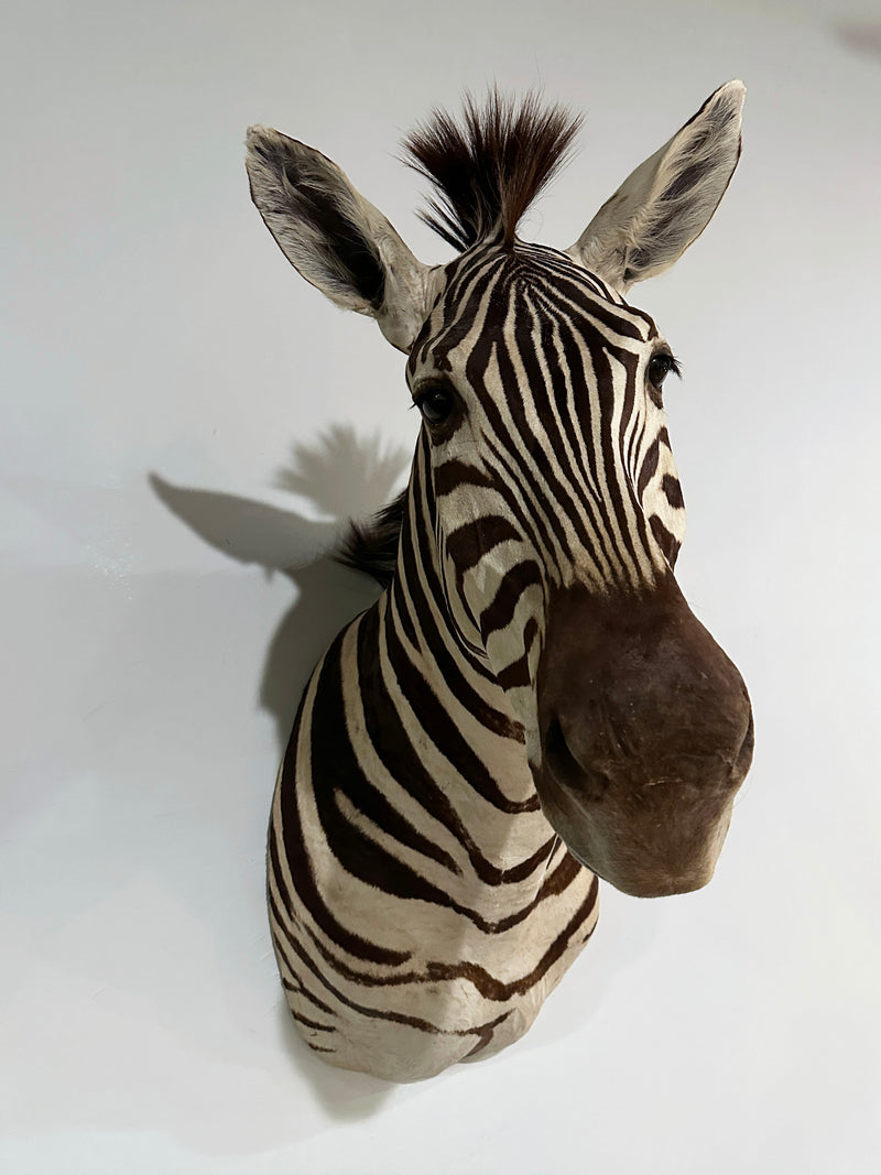 zebra taxidermy shoulder mount