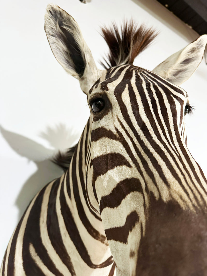 zebra taxidermy shoulder mount