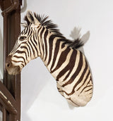 zebra taxidermy shoulder mount