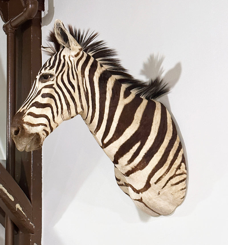 zebra taxidermy shoulder mount