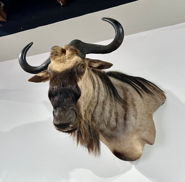 blue wildebeest taxidermy