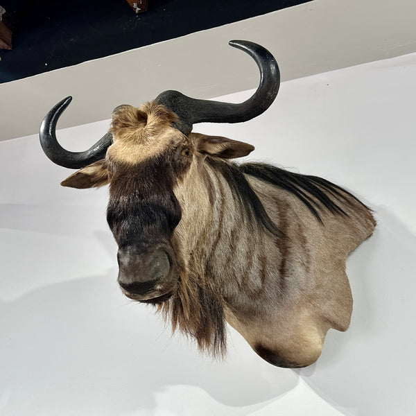 African Blue Wildebeest Wall Pedestal Mount Exotic Taxidermy – Furug