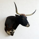Dark brown Texas Longhorn shoulder mount shown from side angle with sweeping horns
