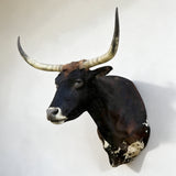 Texas Longhorn shoulder mount in dark brown and white shown from right angle
