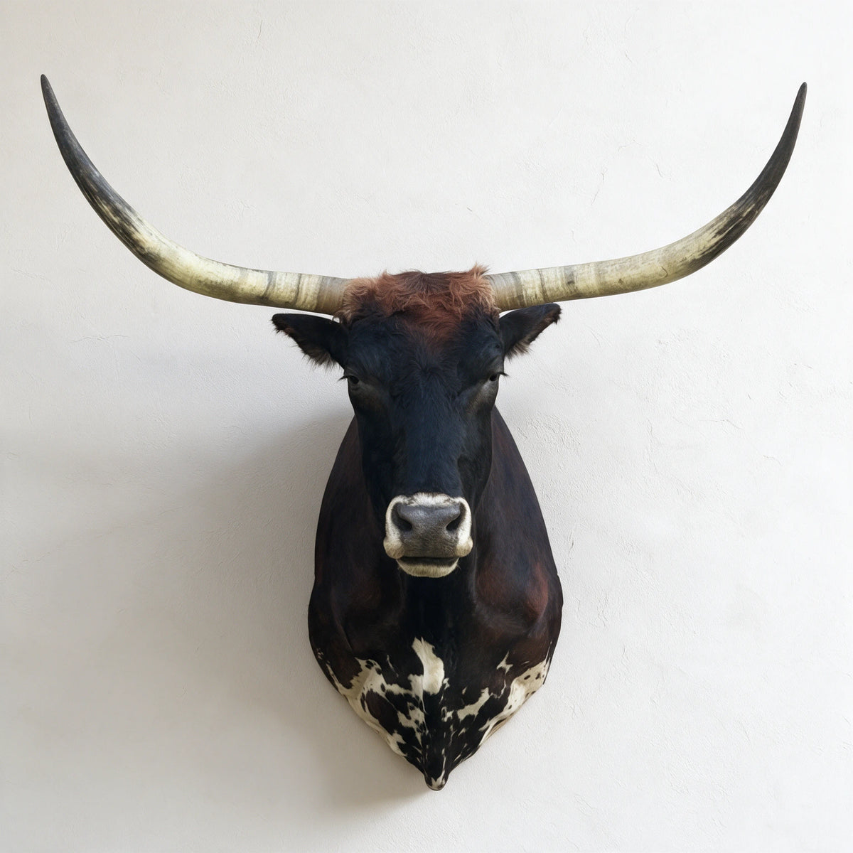 Dark brown and white Texas Longhorn shoulder mount with 52-inch horn span