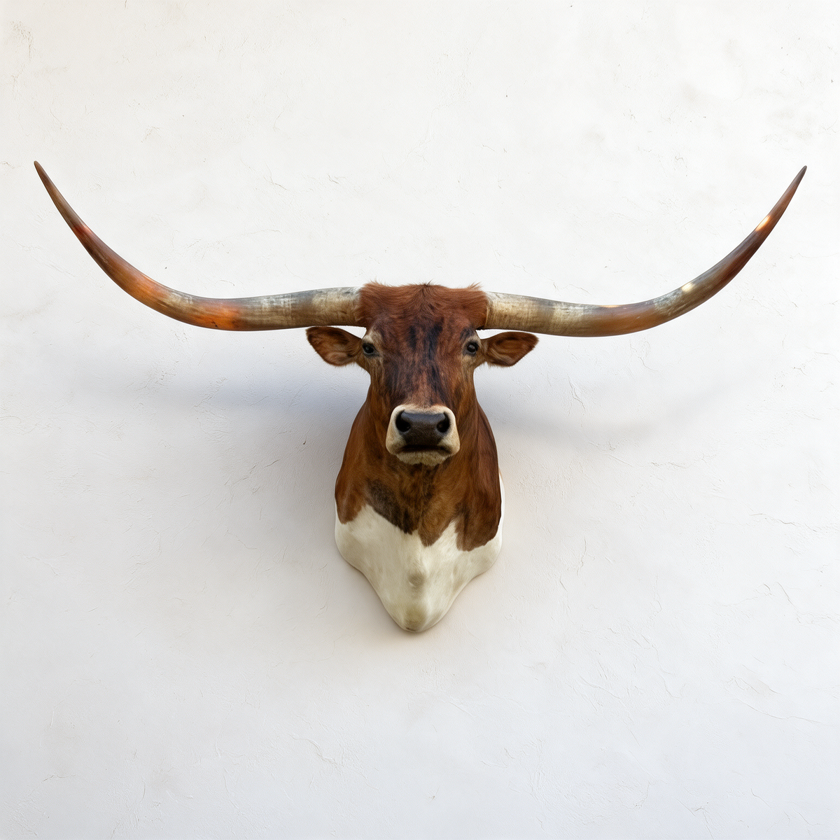 Reddish-brown and white Texas Longhorn shoulder mount with 72-inch sweeping horns