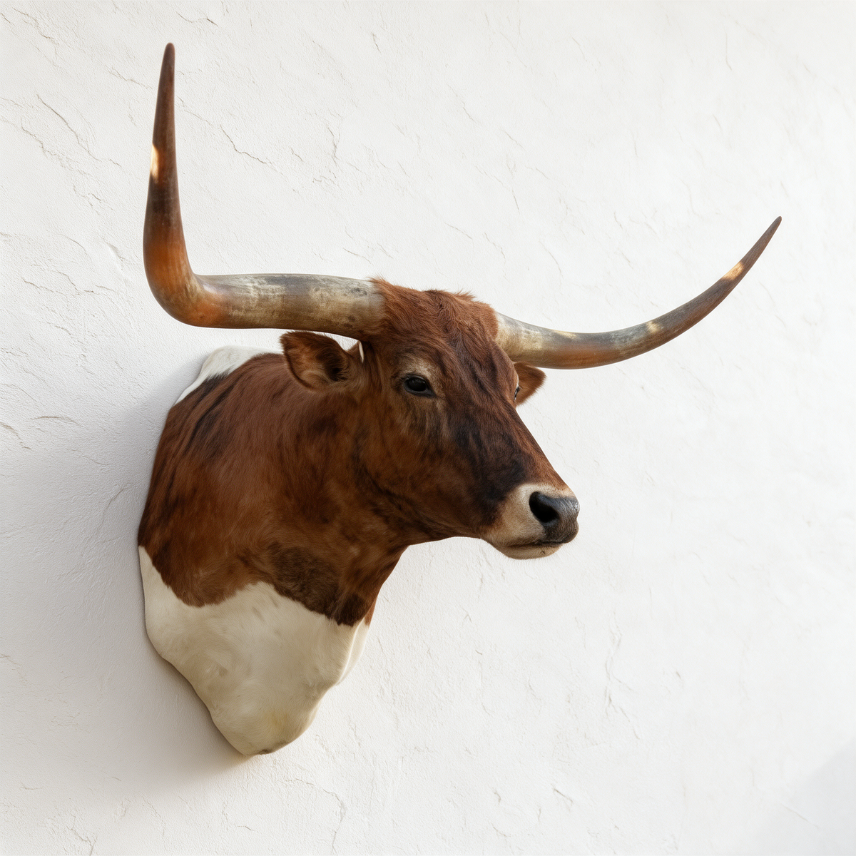 Reddish-brown Texas Longhorn shoulder mount viewed from the right showing its deep shoulder profile