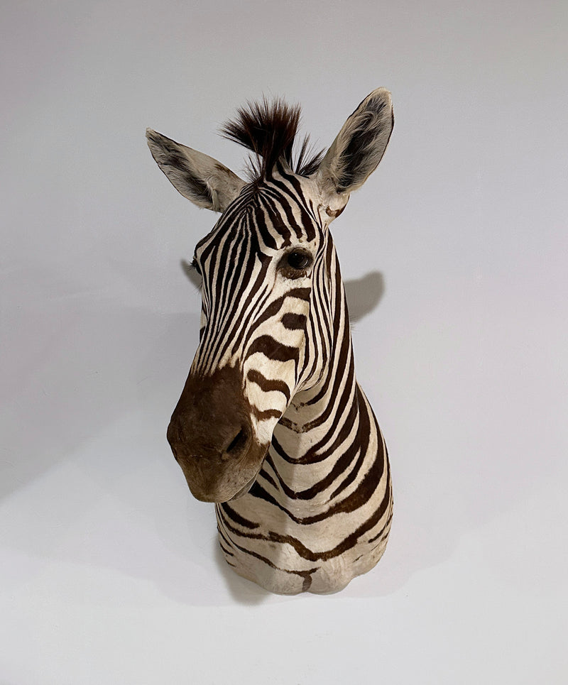 zebra taxidermy shoulder mount