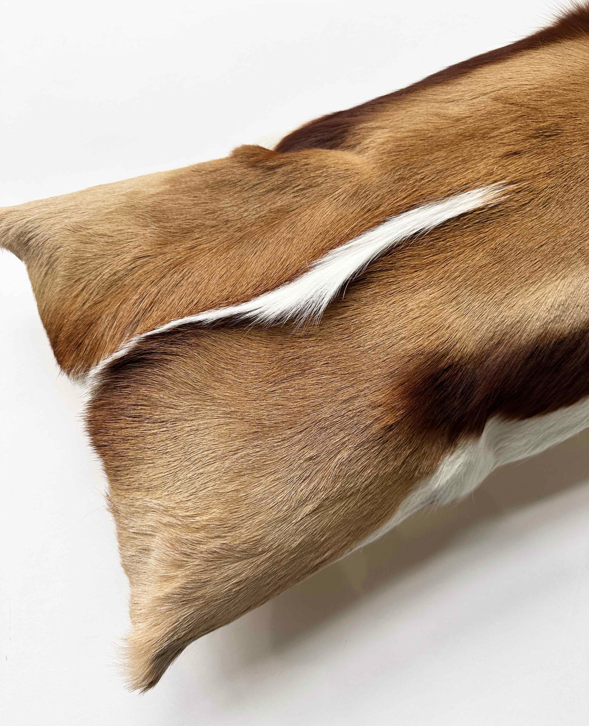 Close-up of genuine springbok hide showing natural tan brown and white markings